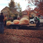 pumpkins1 pumpkins1