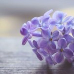 lilac lilac