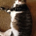 fatkitty1 fatkitty1