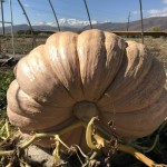 giantpumpkin giantpumpkin