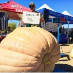 pumpkinman pumpkinman