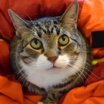 fatkittysleepingbag fatkittysleepingbag